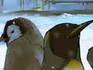 https://image.noelshack.com/fichiers/2012/25/1340284700-4fe3ecf41a1cd128b79819bcf0e1d707.png