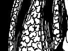 https://image.noelshack.com/fichiers/2012/25/1340284944-5094a651d4a1b17dfb7ed76ec84656de.png