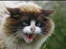 https://image.noelshack.com/fichiers/2012/25/1340318785-VeryAngryCat.jpg