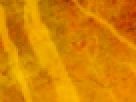 https://image.noelshack.com/fichiers/2012/25/1340340090-96daa83a954e2618a99051c645d96ed8.png