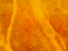 https://image.noelshack.com/fichiers/2012/25/1340340110-c2c4883cbef3978028f6cea961472814.png