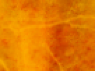 https://image.noelshack.com/fichiers/2012/25/1340340126-605c076b7539ba2a819f119a295a881a.png