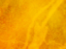 https://image.noelshack.com/fichiers/2012/25/1340340126-e55f9e097633ed890232dc5e96ad7a53.png