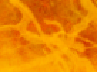 https://image.noelshack.com/fichiers/2012/25/1340340127-024ffeec1b620350e6ecf24c04fd813a.png