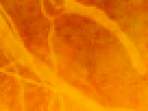 https://image.noelshack.com/fichiers/2012/25/1340340127-8b4907f0cd8420d37a2d45daaafe222d.png