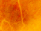 https://image.noelshack.com/fichiers/2012/25/1340340142-3ff15a177ddd33935321cd5832018e28.png