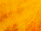 https://image.noelshack.com/fichiers/2012/25/1340340193-13c00610437e2dd785f1c176ac385196.png