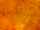 https://image.noelshack.com/fichiers/2012/25/1340340194-22770a261c487238d48c712577eabd84.png