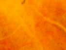 https://image.noelshack.com/fichiers/2012/25/1340340194-a3d0204148cc16894e81b6f1b3830ac6.png
