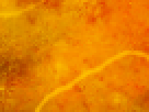 https://image.noelshack.com/fichiers/2012/25/1340340209-2ca3beb71614f4e92367889ce910536b.png