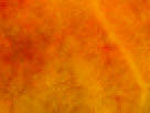 https://image.noelshack.com/fichiers/2012/25/1340340210-8be58b4b333e9394e0c1e43cd84cd82e.png