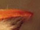 https://image.noelshack.com/fichiers/2012/25/1340390744-----NOELMOSAIC----bff5b1c68e5ec16c7c8733c00bf487ab.png