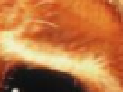 https://image.noelshack.com/fichiers/2012/25/1340390767-----NOELMOSAIC----d65eb8eb8d77770b44f7341017b05edc.png