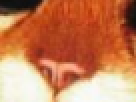 https://image.noelshack.com/fichiers/2012/25/1340390789-----NOELMOSAIC----8685356d5b695cad195edcb37e266687.png