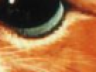 https://image.noelshack.com/fichiers/2012/25/1340390790-----NOELMOSAIC----054d0ff40872c0b30b84be0a06675226.png
