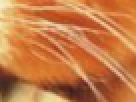 https://image.noelshack.com/fichiers/2012/25/1340390812-----NOELMOSAIC----7c71450f854a0093786812466bc27376.png