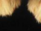 https://image.noelshack.com/fichiers/2012/25/1340390813-----NOELMOSAIC----2b575b13200602320d69093a098ba170.png
