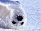 https://image.noelshack.com/fichiers/2012/26/1340797357-aliciou2.png