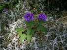 https://image.noelshack.com/fichiers/2012/26/1341070977-PIC_0047.jpg
