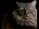 https://image.noelshack.com/fichiers/2012/27/1341183839-autres-animaux-de-compagnie-quebec-canada-1294851632-1208258.jpg