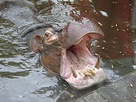 https://www.noelshack.com/2012-27-1341318611-250px-Hippopotame_Zoo_de_La_Flche.jpg