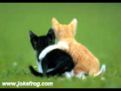 https://image.noelshack.com/fichiers/2012/27/1341345053-FUN0008.jpg