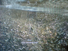 https://image.noelshack.com/fichiers/2012/27/1341577795-Photo0189.jpg