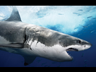 https://image.noelshack.com/fichiers/2012/27/1341708974-shark_profile_hd_wallpaper.jpg