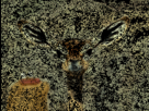https://image.noelshack.com/fichiers/2012/28/1342036606-129168023705583847.gif