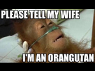 https://image.noelshack.com/fichiers/2012/28/1342185042-please-tell-my-wife-orangutan.jpg