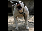 https://image.noelshack.com/fichiers/2012/28/1342185779-PITBULL-poker.jpg