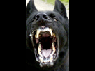 https://image.noelshack.com/fichiers/2012/28/1342195684-2831-dog-attack.jpg