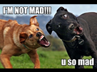 https://image.noelshack.com/fichiers/2012/28/1342305743-Im_Not_Mad_You_So_Mad.jpg