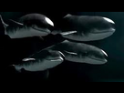 https://image.noelshack.com/fichiers/2012/29/1342568769-iPhone-image-07-18-2012..jpg
