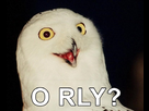 https://image.noelshack.com/fichiers/2012/29/1342825491-o-rly-owl.jpg