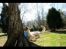 https://image.noelshack.com/fichiers/2012/30/1343103797-pet.dog-frisbee.jpg