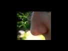 https://image.noelshack.com/fichiers/2012/30/1343316046-nez.png