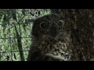 https://image.noelshack.com/fichiers/2012/31/1343601955-owl.gif