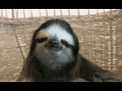 https://image.noelshack.com/fichiers/2012/31/1343602185-paresseux.gif