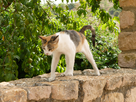 https://image.noelshack.com/fichiers/2012/31/1343674855-vacances-alquezar-2012-3-002.jpg