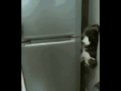 https://image.noelshack.com/fichiers/2012/31/1343682948-1341469345699.gif