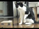 https://image.noelshack.com/fichiers/2012/31/1343682954-1341517390645.gif