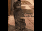 https://image.noelshack.com/fichiers/2012/31/1343682970-1341598932722.gif