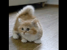 https://image.noelshack.com/fichiers/2012/31/1343682981-1341620406614.gif