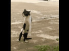 https://image.noelshack.com/fichiers/2012/31/1343683018-1342340275984.gif
