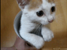 https://image.noelshack.com/fichiers/2012/31/1343683026-1342381998144.gif