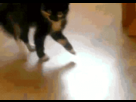 https://image.noelshack.com/fichiers/2012/31/1343683037-1342381831849.gif