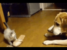 https://image.noelshack.com/fichiers/2012/31/1343683050-1342381923012.gif