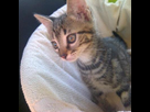 https://image.noelshack.com/fichiers/2012/31/1343845181-monchat.jpg