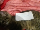 https://image.noelshack.com/fichiers/2012/31/1343859142-iphone-image-08-02-2012.jpg